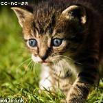 Nyah Lakin Profile Picture